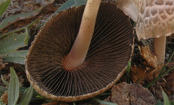 Setas sobre excremento de vaca: Panaeolus semiovatus